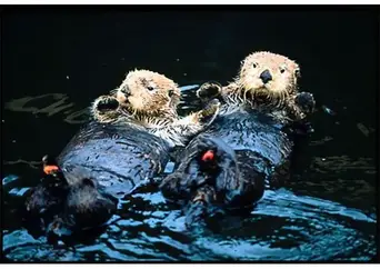 Cause Effects Of The Exxon Valdez Oil Spill Environmental Impact Bright Hub Engineering
